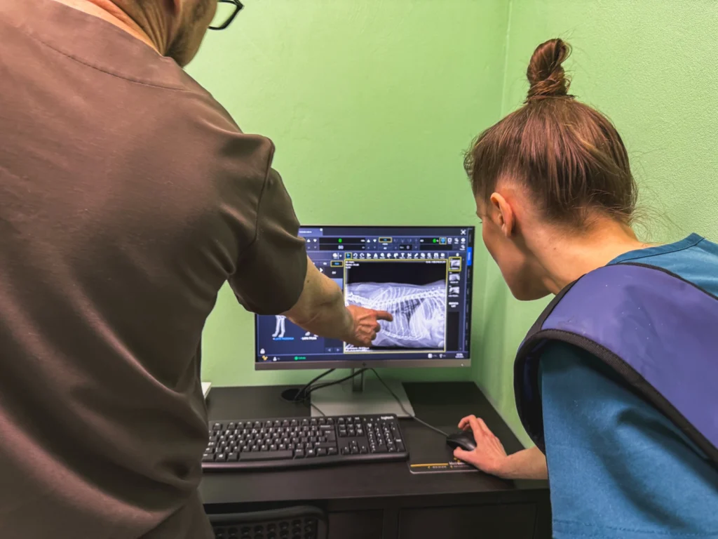 RTG psa i kota weterynarz Gryfice | Rzęskowo